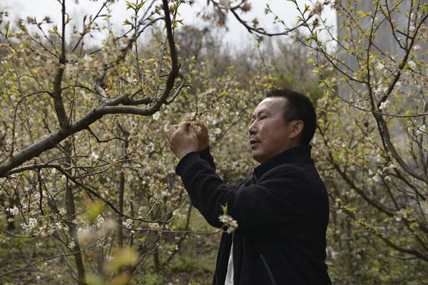 卖樱桃能赚多少钱_致富经卖樱桃_倒卖樱桃赚钱