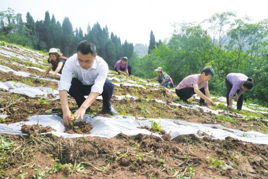 荣昌远觉镇蔡家坪村乡村振兴见闻——千亩土地变“宝地”  立体套种巧“生金”