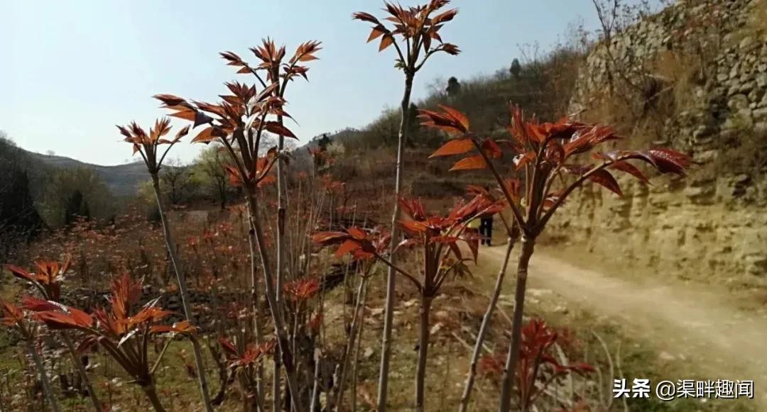 致富经香椿种植_致富经香椿芽_香椿芽价钱