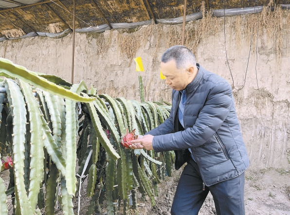 青藏高原上的“热带水果”致富经