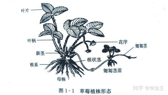 种植草莓技术教程_种植草莓技术_种植草莓技术及日常管理