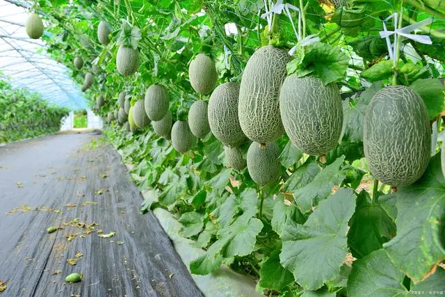 哈密瓜种植教程_新手种植哈密瓜技术_哈密瓜的种植技术与栽培