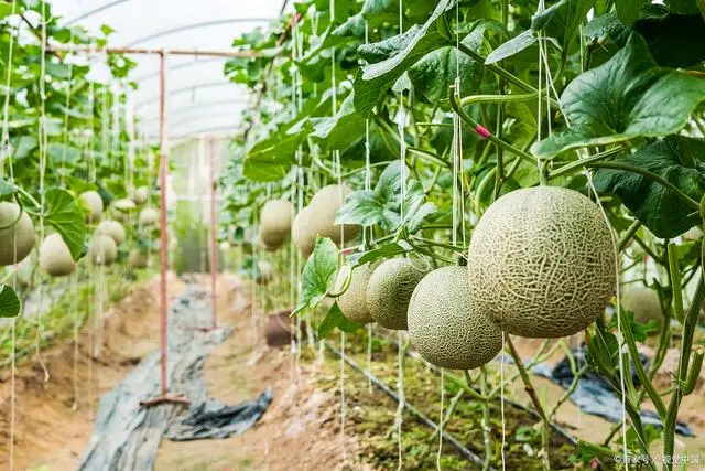 哈密瓜的种植技术与栽培_新手种植哈密瓜技术_哈密瓜种植教程