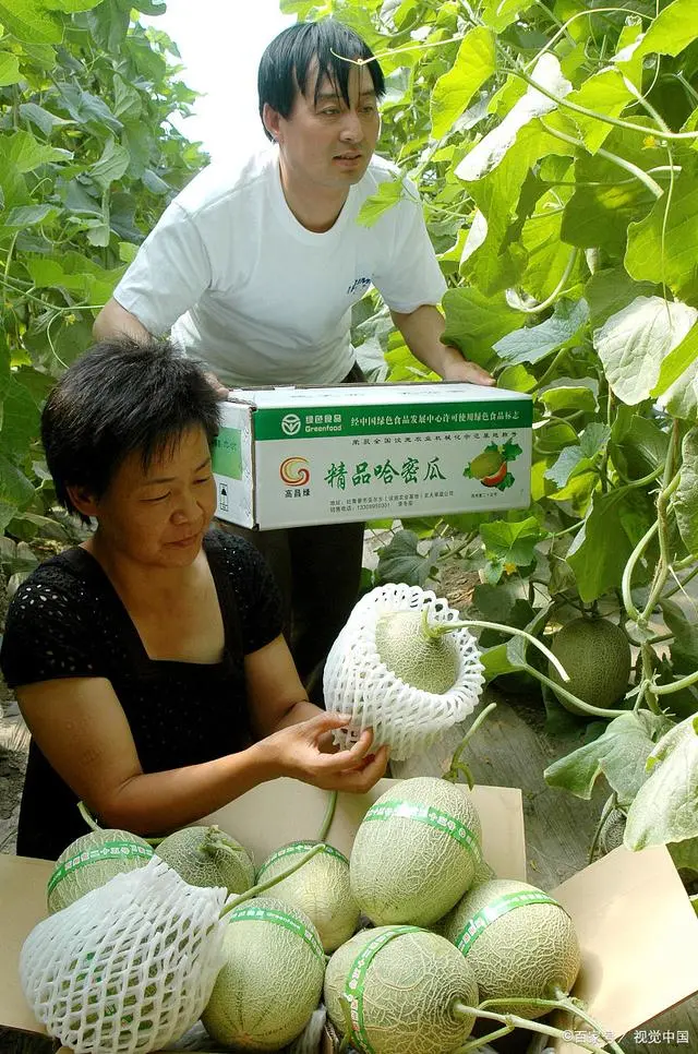 哈密瓜种植教程_哈密瓜的种植技术与栽培_新手种植哈密瓜技术