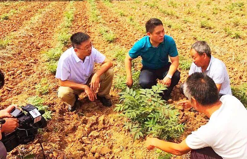 致富经香椿种植_香椿芽价钱_致富经香椿芽