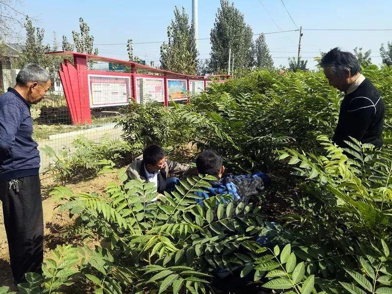 香椿芽价钱_致富经香椿种植_致富经香椿芽