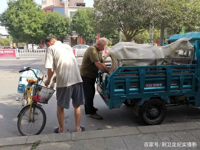 致富经奶羊养殖方面的视频_奶羊养殖 致富_养殖奶羊的风险和利润