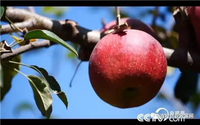 致富经种苹果_种苹果脱贫致富_致富经种苹果视频