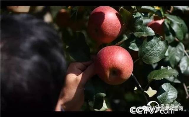 致富经种苹果视频_致富经种苹果_种苹果脱贫致富