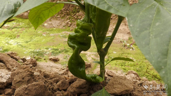 大棚蔬菜种植项目介绍_蔬菜大棚名字大全_蔬菜大棚种植致富项目名称