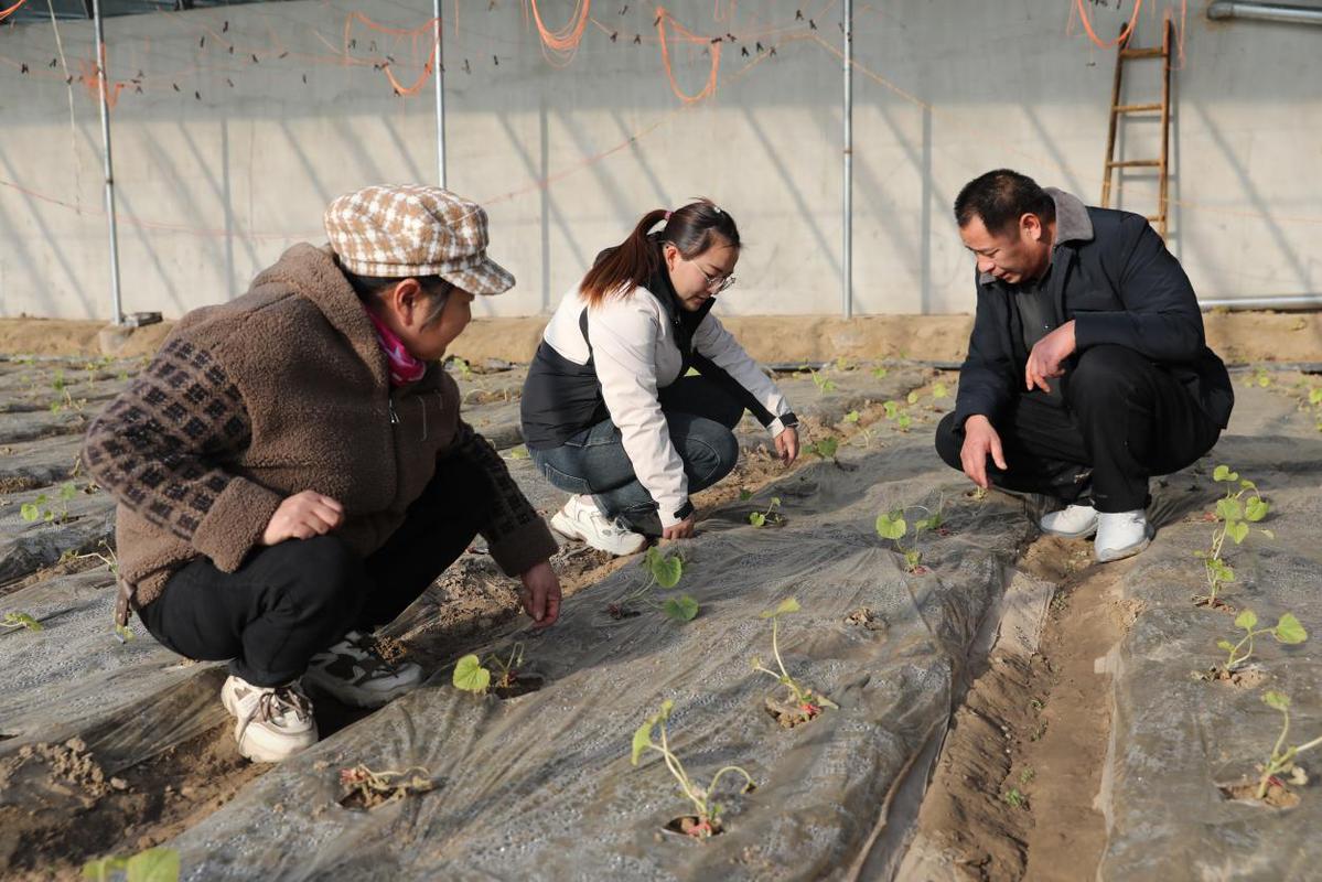 高原大棚种植_致富经高原大棚_高原蔬菜大棚适合种植什么