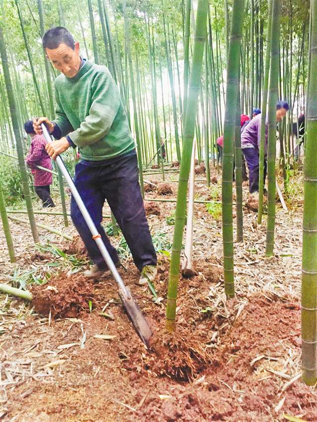 野生笋竹种植技术视频_野生竹笋种类_野生竹笋种植技术