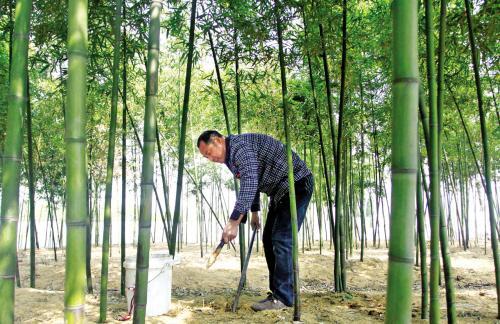 野生竹笋种类_野生竹笋种植技术_野生笋竹种植技术视频