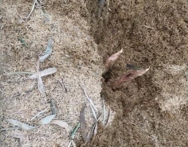 野生竹笋种植技术_野生笋竹种植技术视频_野生竹笋种类