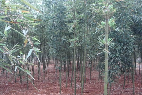 野生竹笋种类_野生笋竹种植技术视频_野生竹笋种植技术