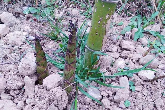 野生竹笋种类_野生竹笋种植技术_野生笋竹种植技术视频