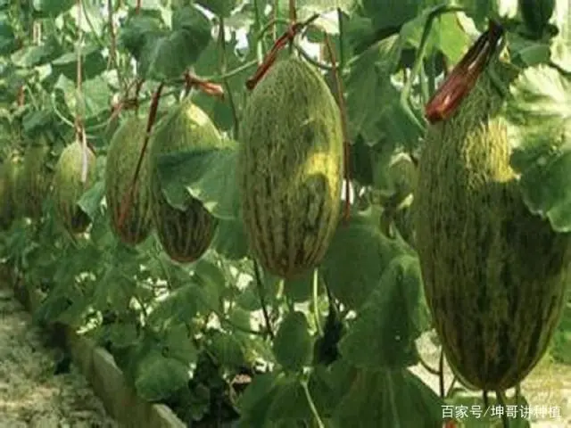 新手种植哈密瓜技术_哈密瓜种植方法和技术视频_哈密瓜如何种植技术