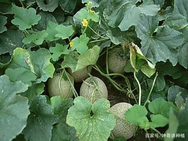 哈密瓜种植方法和技术视频_新手种植哈密瓜技术_哈密瓜如何种植技术