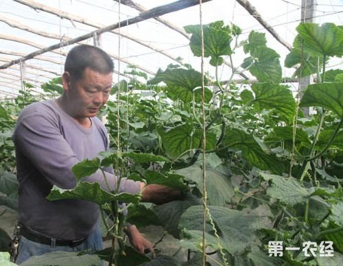 若羌县种植大棚蔬菜助推农民增收致富