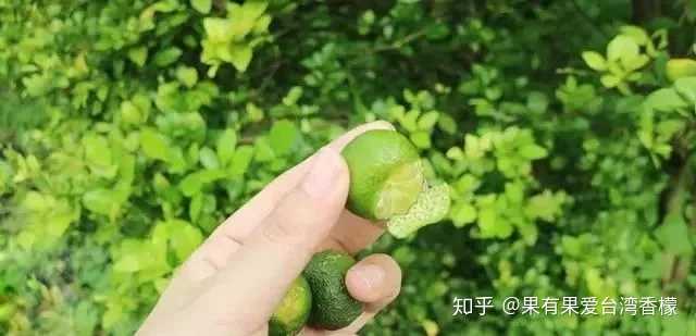 牙齿种植风险知乎_致富经知乎_在茂名搞种植能致富吗知乎