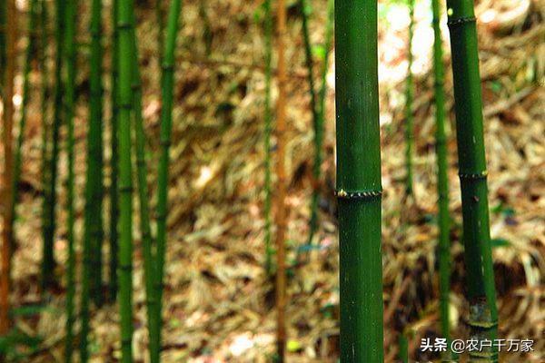 野生竹笋种植技术_野生竹笋种类_纯野生竹笋