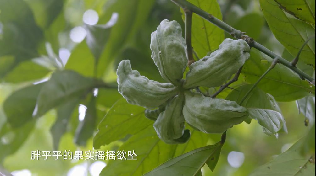 野西瓜种植技术_野西瓜种植前景_野西瓜苗是什么样子的