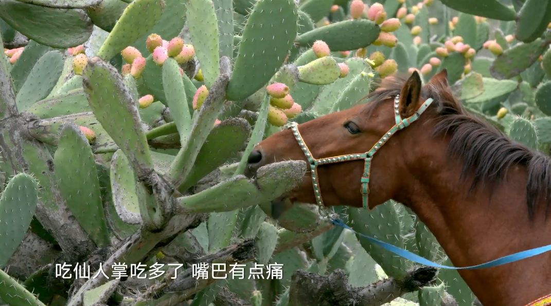 野西瓜种植前景_野西瓜苗是什么样子的_野西瓜种植技术