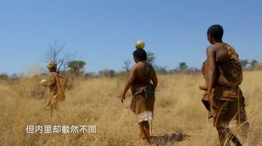 野西瓜种植技术_野西瓜苗是什么样子的_野西瓜种植前景