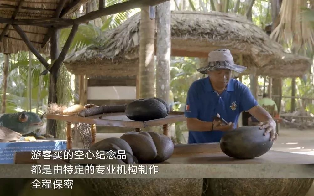 野西瓜种植前景_野西瓜苗是什么样子的_野西瓜种植技术