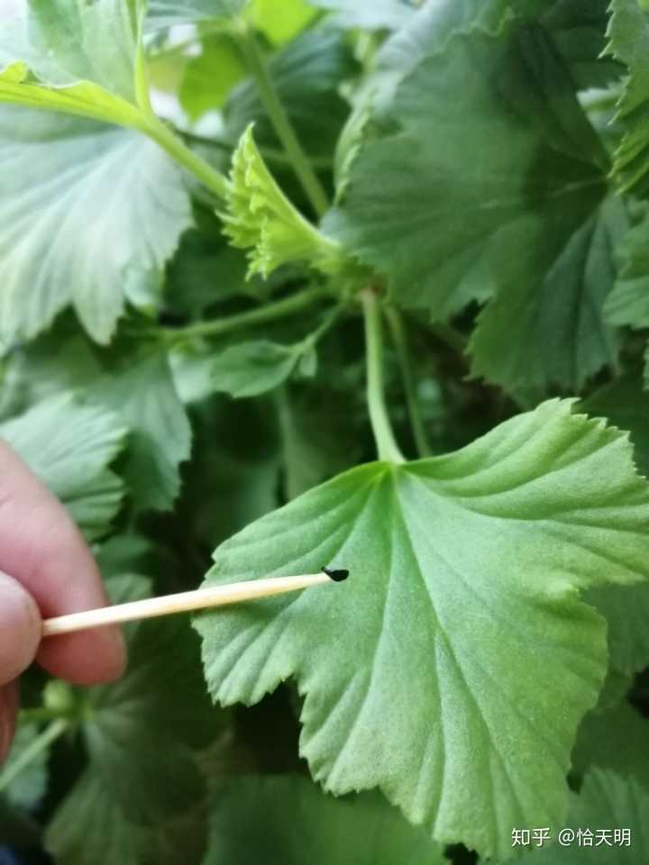 致富种植什么比较赚大钱_致富草种植方法_种草致富经