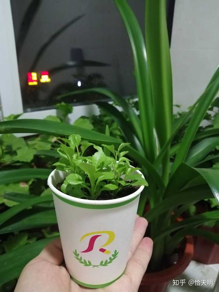 致富种植什么比较赚大钱_种草致富经_致富草种植方法