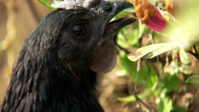 致富经珍珠鸡养殖视频_农村养殖珍珠鸡视频_珍珠鸡养殖前景和利润