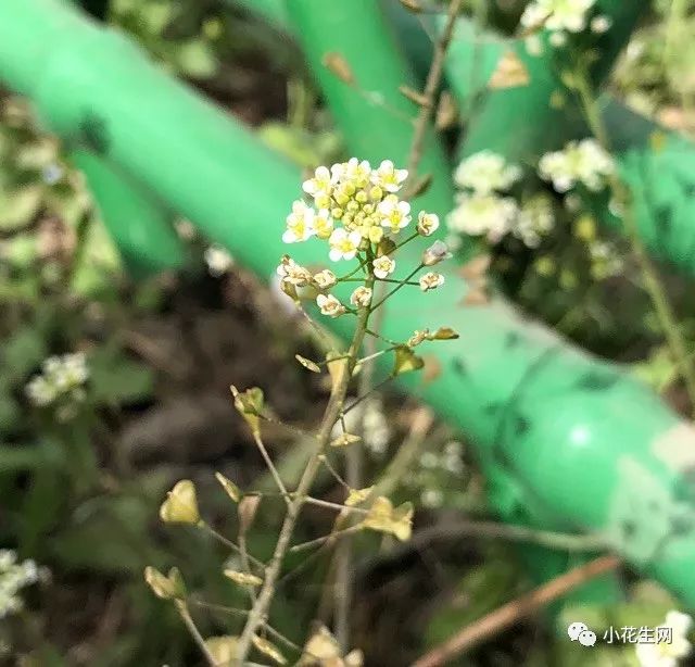 野西瓜种植技术_野西瓜种植前景_野西瓜苗是什么样子的