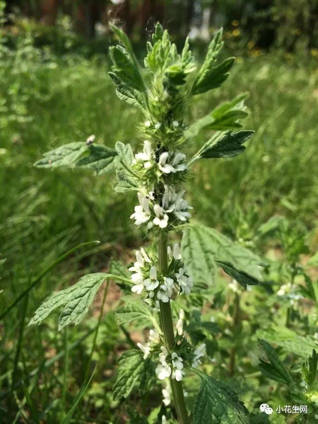 野西瓜种植技术_野西瓜苗是什么样子的_野西瓜种植前景