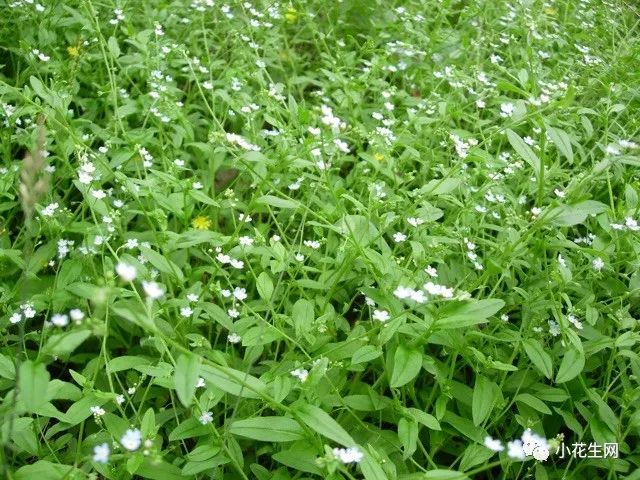 野西瓜苗是什么样子的_野西瓜种植前景_野西瓜种植技术