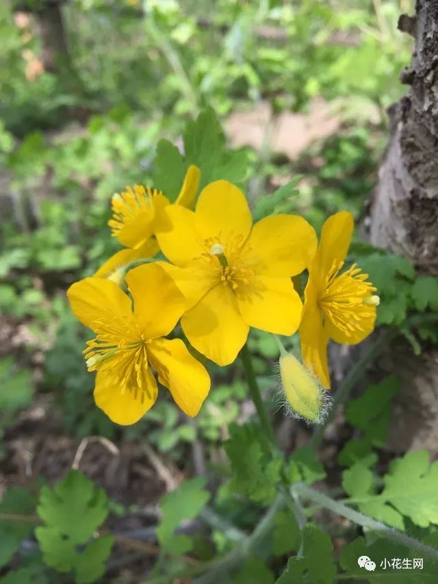 野西瓜苗是什么样子的_野西瓜种植前景_野西瓜种植技术