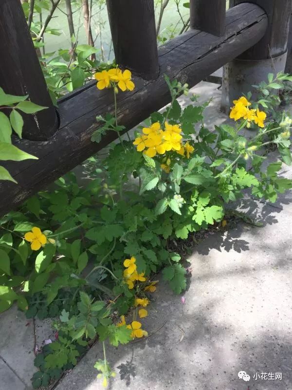 野西瓜种植技术_野西瓜种植前景_野西瓜苗是什么样子的