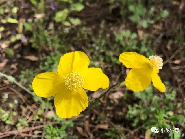 野西瓜苗是什么样子的_野西瓜种植技术_野西瓜种植前景