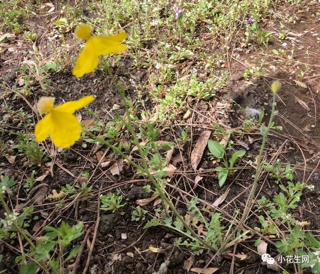 野西瓜种植前景_野西瓜种植技术_野西瓜苗是什么样子的