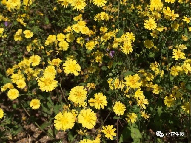 野西瓜苗是什么样子的_野西瓜种植技术_野西瓜种植前景