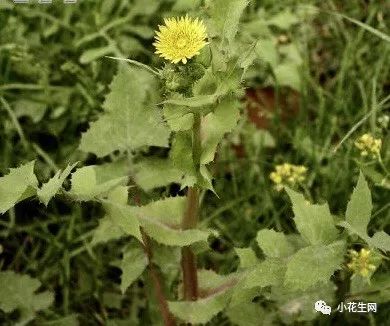 野西瓜种植前景_野西瓜苗是什么样子的_野西瓜种植技术