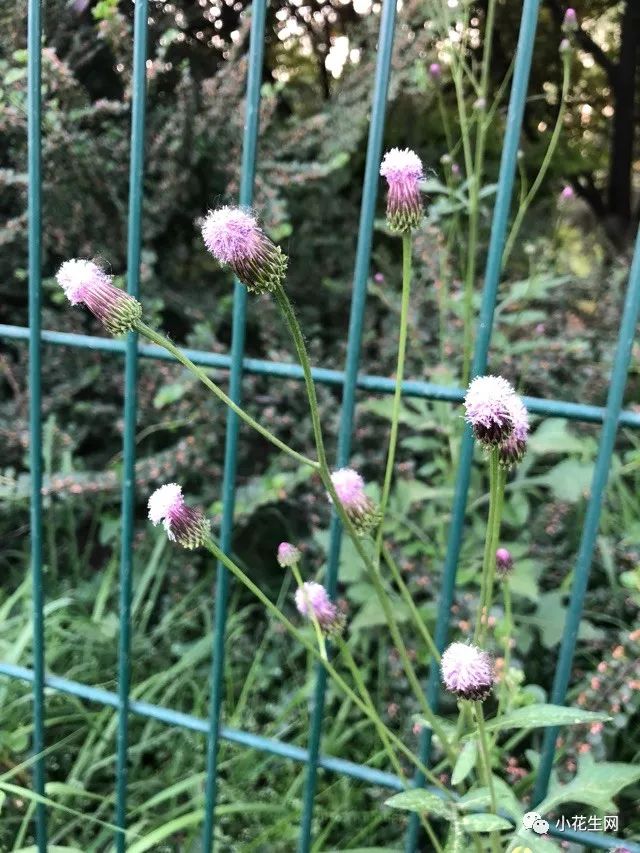 野西瓜种植前景_野西瓜苗是什么样子的_野西瓜种植技术