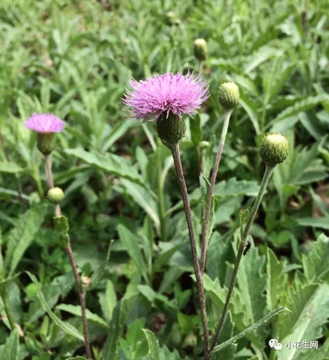 野西瓜种植前景_野西瓜种植技术_野西瓜苗是什么样子的