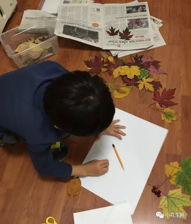 野西瓜种植技术_野西瓜种植前景_野西瓜苗是什么样子的