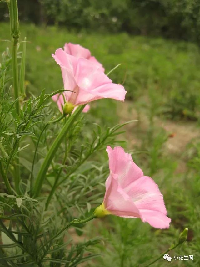 野西瓜种植技术_野西瓜种植前景_野西瓜苗是什么样子的