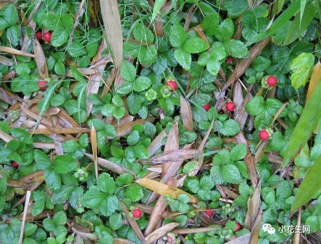 野西瓜苗是什么样子的_野西瓜种植技术_野西瓜种植前景