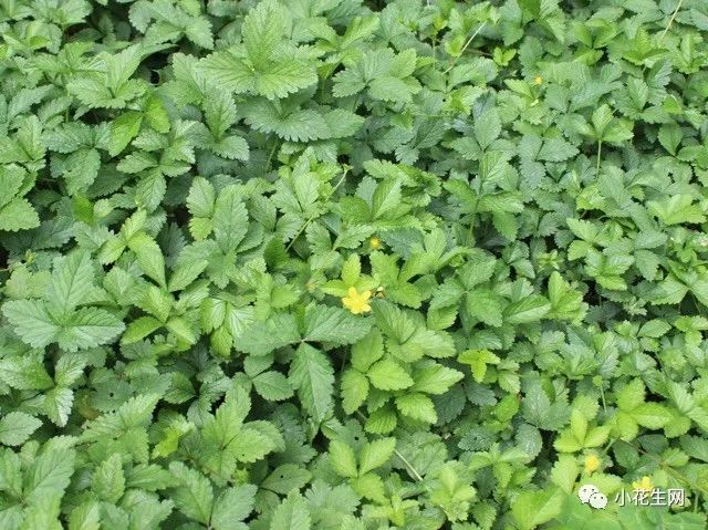 野西瓜种植技术_野西瓜种植前景_野西瓜苗是什么样子的