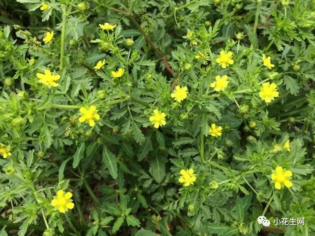 野西瓜苗是什么样子的_野西瓜种植技术_野西瓜种植前景