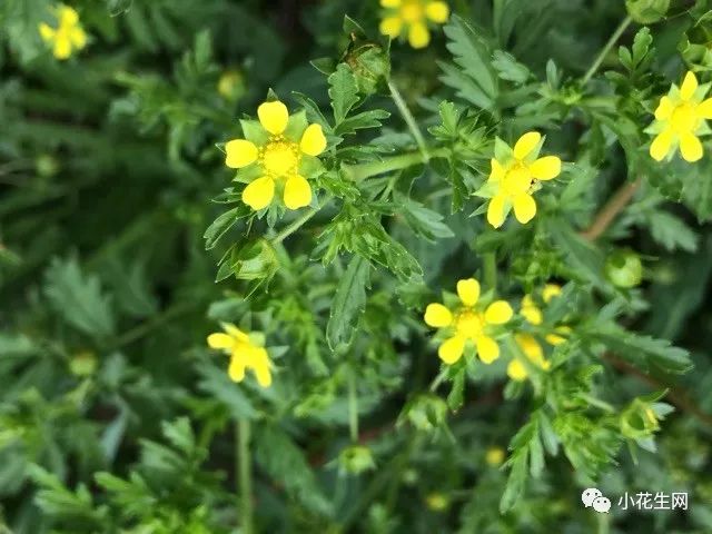 野西瓜种植前景_野西瓜种植技术_野西瓜苗是什么样子的