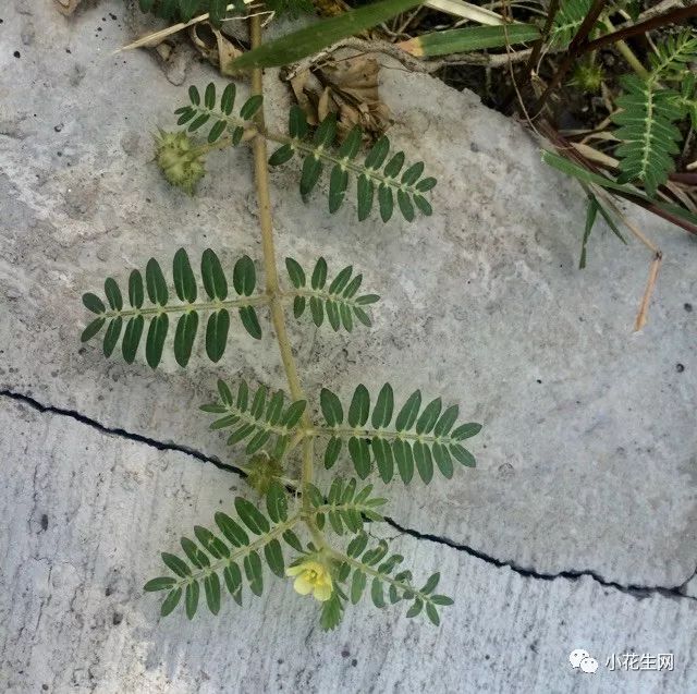 野西瓜种植前景_野西瓜种植技术_野西瓜苗是什么样子的